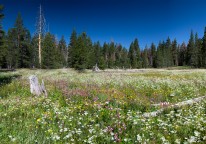 Wildflower Bloom, Page Meadows, Tahoe City.